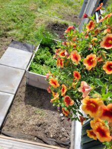 Siikajärven istutuksia